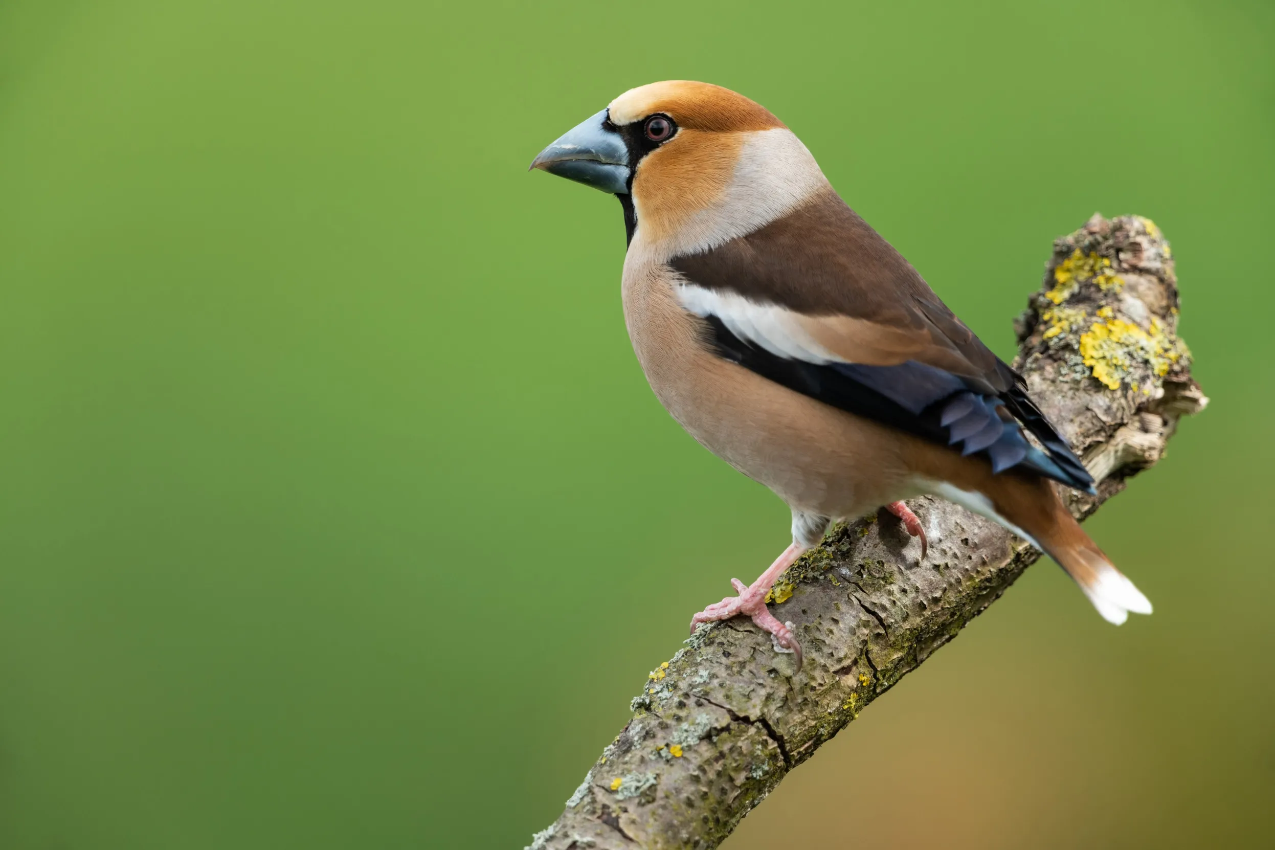 A male Hawfinch perched on a branch.